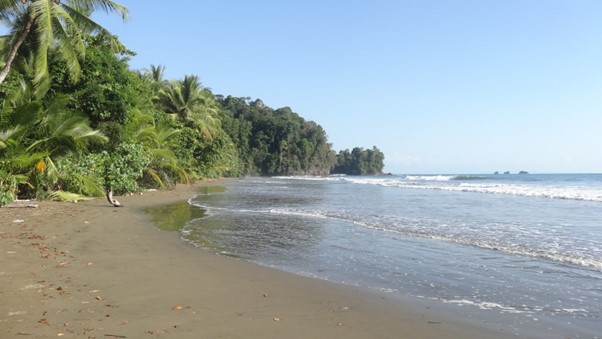 Plage cocotier Uvita